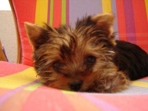 Yorkshire Terrier De Bolsillo !! Mini Super