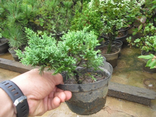 Muda De Shimpaku Juníperus Chinensis P/ Bonsai Com 4 Anos.