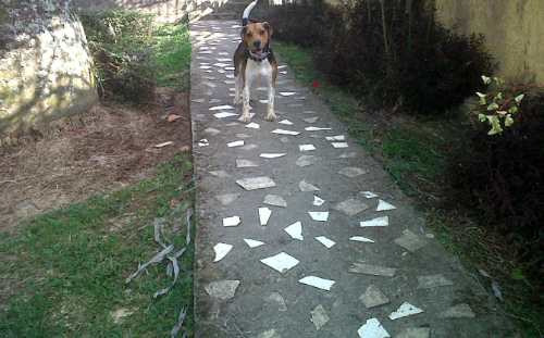 Imagen 4 de 6 de Hotel Y Pensión Para Perros. Guarderia Y Hospedaje Canino
