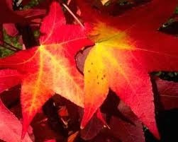 Liquidambar De 1,30 Mt.de Alt. En Macetas