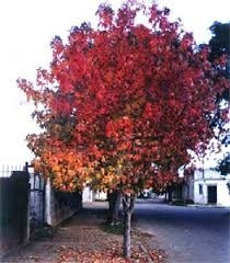 Liquidambar De 1,30 Mt.de Alt. En Macetas