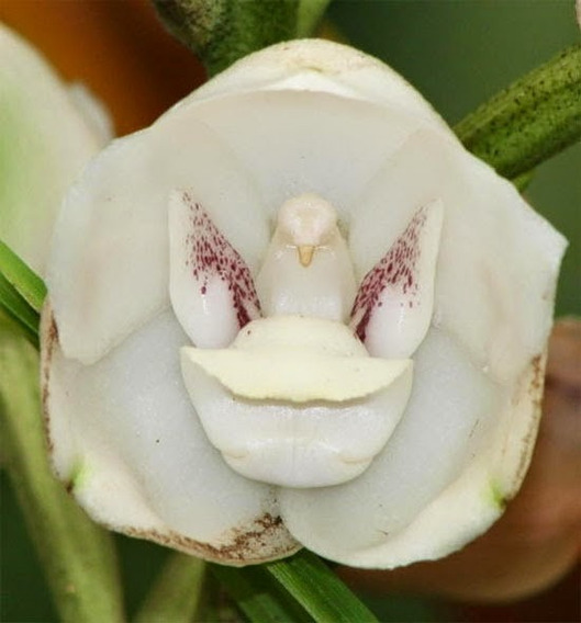 Orquídea Peristeria Elata Pombinha Da Paz | MercadoLivre 📦