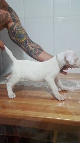 Dogo Argentino