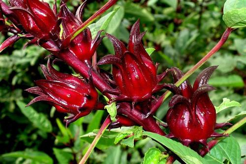 Imagem 7 de 8 de Groselha / Hibiscus Roselle Vinagreira -- Sementes P/ Mudas