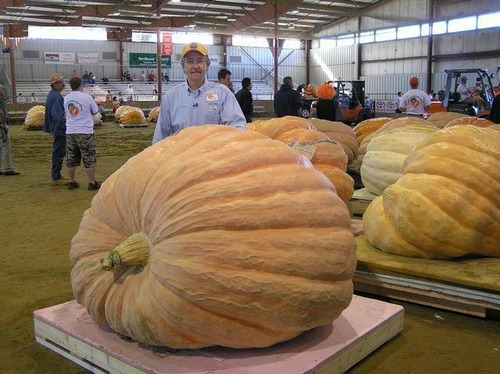 Imagem 4 de 7 de Sementes *legitimas Abobora Gigante Dills Atlantic Guinness
