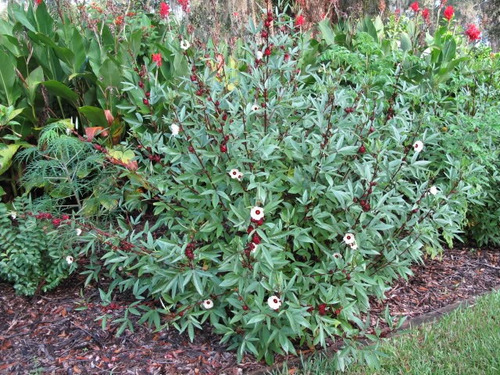 Imagem 5 de 8 de Groselha / Hibiscus Roselle Vinagreira -- Sementes P/ Mudas