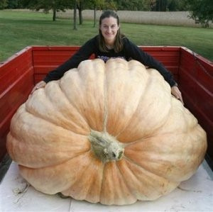Imagem 3 de 7 de Sementes *legitimas Abobora Gigante Dills Atlantic Guinness