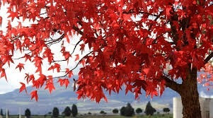 Liquidambar De 1,30  Mt. De Altura C/muy Buen Tronco