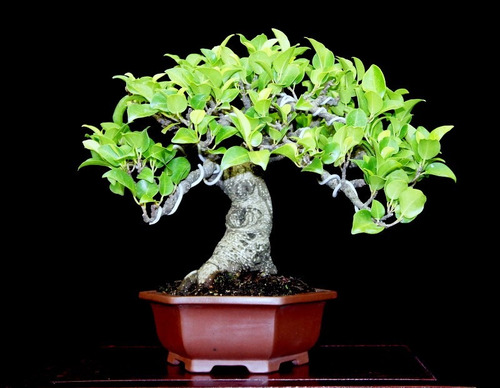 Bodhi Tree - Bonsai - Ficus Religiosa - Sementes Para Mudas