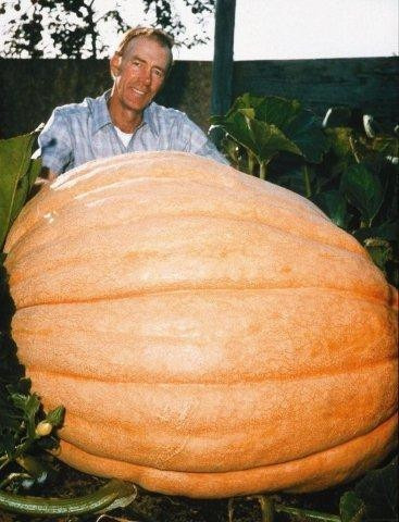 Imagem 5 de 7 de Sementes *legitimas Abobora Gigante Dills Atlantic Guinness