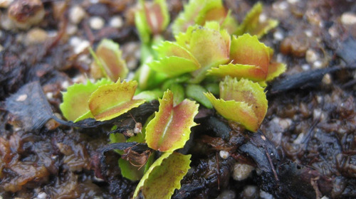Imagen 2 de 3 de Planta Carnívora 'wacky Traps' Atrapamoscas Vp Dionaea