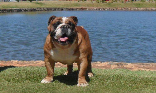 Bulldog Inglês Macho Para Cruza / Monta / Cobertura