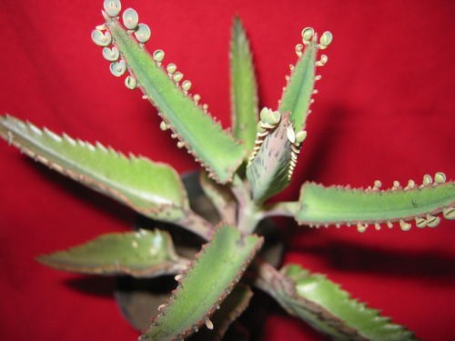 Kalanchoe Daigremontiana - 12 Plantines-