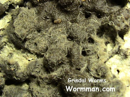 Viermele grindal / El gusano grindal: | Aquarium House
