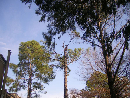 Imagen 2 de 4 de Podas En Altura Extracciones,de Arboles 1166338665