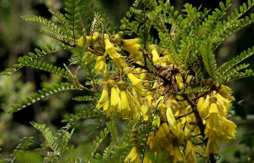 Semilla De Toromiro -  Arbol Extinto  Isla De Pascua