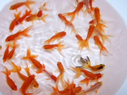 Goldfish Chico Surtido Elegi Solo En Mundo Acuatico