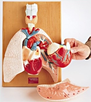 Corazon Y Organos Respiratorios. Modelo Anatómico.