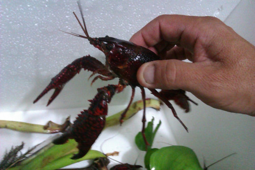 Langostino Red Claw Procambarus Pie De Cria, Negocio,consumo