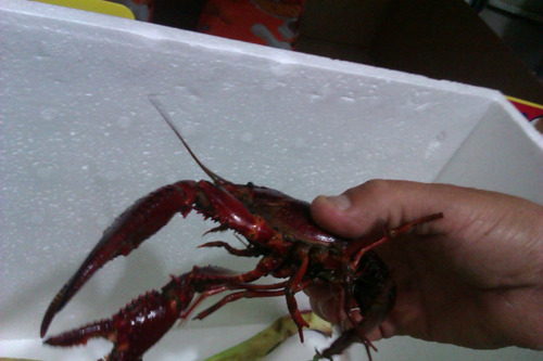 Langostino Red Claw Procambarus Pie De Cria, Negocio,consumo