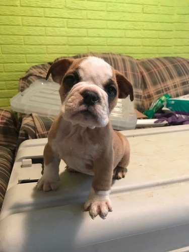 Imagen 2 de 5 de Bulldog Ingles