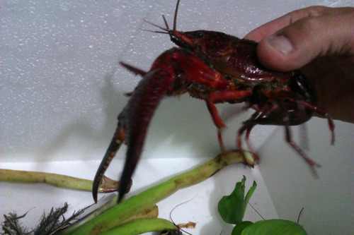 Langostino Red Claw Procambarus Pie De Cria, Negocio,consumo