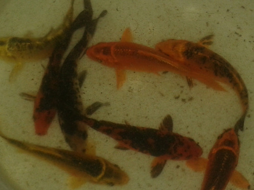 Carpas 12 Cm Colores Surtidos.