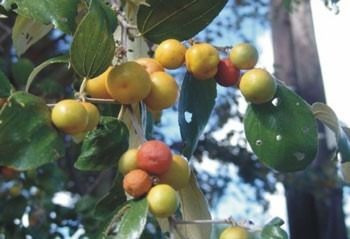 Semillas De Ponsigue, Ziziphus Mauritiana