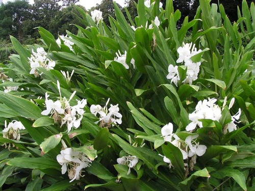 Rizoma De Hedychium Coronarium - Flor Mariposa Blanca | MercadoLibre