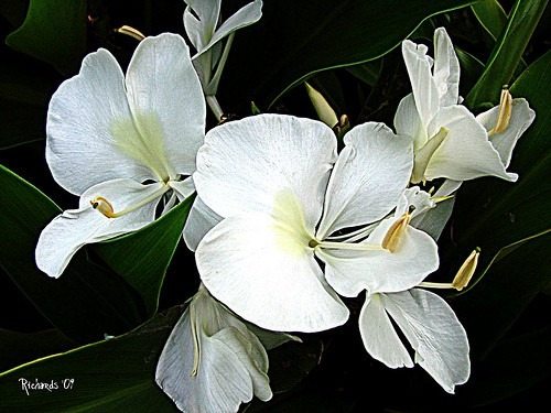 Rizoma De Hedychium Coronarium - Flor Mariposa Blanca | MercadoLibre Rizoma De Hedychium Coronarium - Flor Mariposa Blanca | MercadoLibre