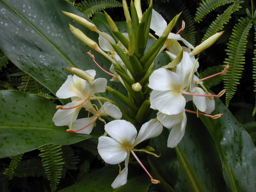 Rizoma De Hedychium Coronarium - Flor Mariposa Blanca | MercadoLibre