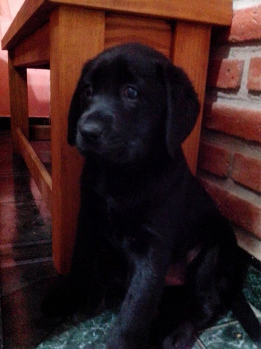 Imagen 2 de 10 de Cachorros Labradores Muy Buena Linea De Sangre