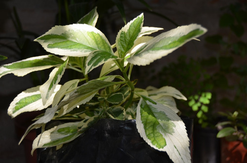 Hortencias Variegadas Muy Bonitas Y Originales