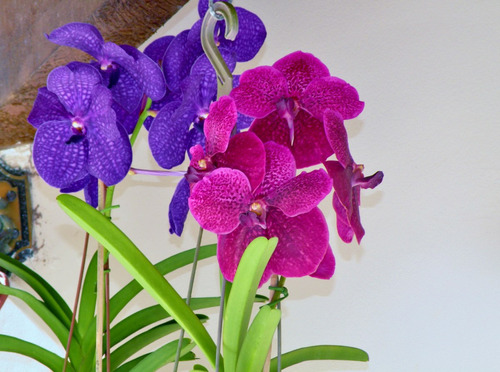 9 Orquídeas Vanda - A Orquídea Gigante (com Hastes Florais)
