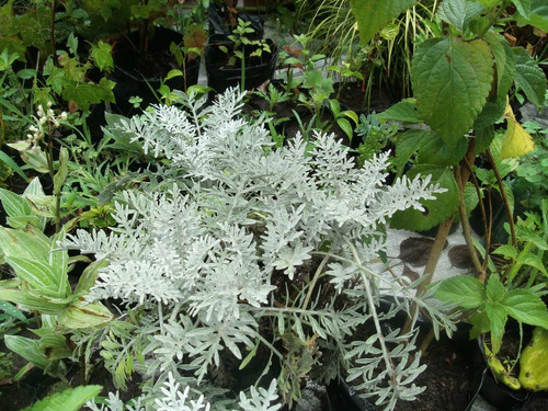 Planta De Senecio Cenecio