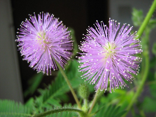 10 Semillas De Mimosa Pudica (giant) - Sensitiva