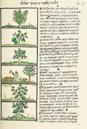 Lienzo Canvas Códice Florentino Plantas Medicinales 2 Azteca
