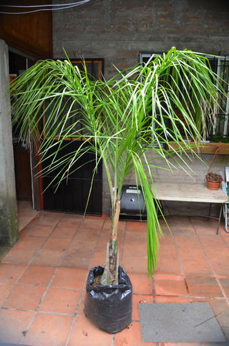 Palmera Pindo De Casi 2 Mts. Hermosa