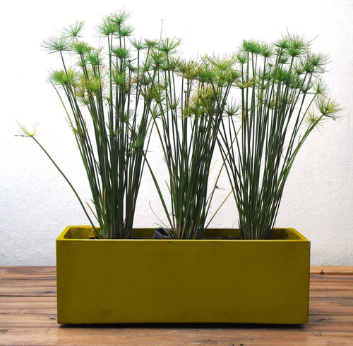 Maceta Armada Con Sansevieras Equisetum Papiro