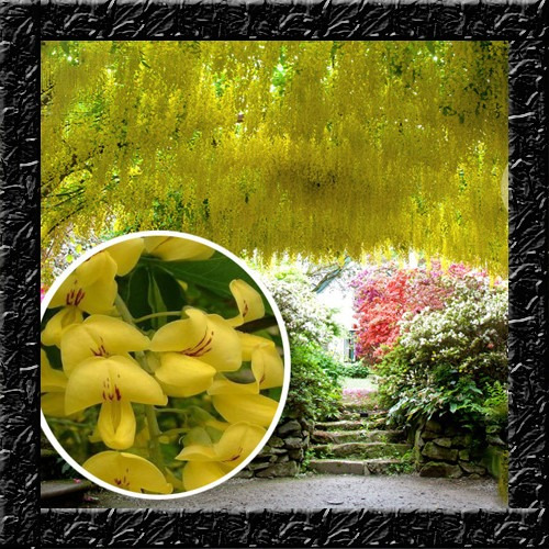 Laburnum Anagyroides Chuva Ouro - Sementes P/ Muda E Bonsai