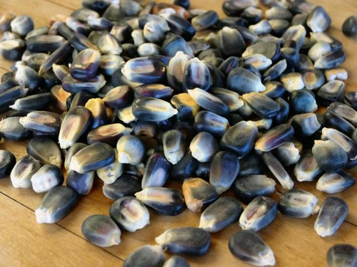 300 Semillas De Maiz Azul Autoctono - Zea Maiz Codigo 149