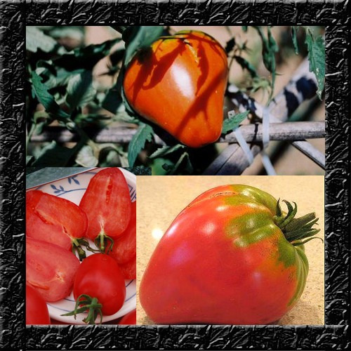 Tomate Morango -- Sementes Fruta Legumes Para Mudas