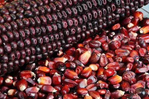 comprar 200 Semillas De Maiz Rojo Criollo Autoctono - Zea Maiz C.148