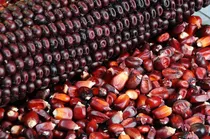 Comprar 200 Semillas De Maiz Rojo Criollo Autoctono - Zea Maiz C.148