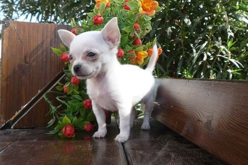 Cachorros Chihuahua Blancos, Miniaturas, 100% Garantizados .