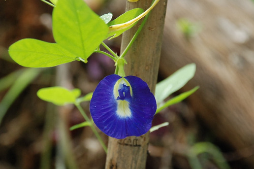 50 Semillas De Conchita Azul - Clitoria Ternatera Codigo 162