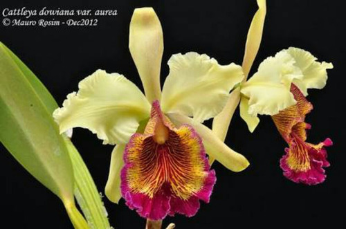 Cattleya Dowiana V. Aurea Orquidea.