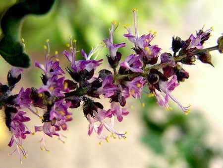 Imagem 2 de 4 de 20 Sementes De Ocimum Sanctum Tulsi Santo Manjericão Basil