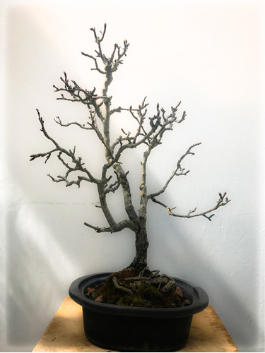 Bonsai Pera