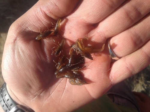 Imagen 3 de 7 de Tina De Cria De Langosta O Langostino Equipo Completo C/todo